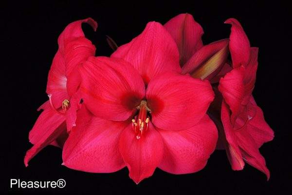 A cluster of vibrant, deep pink Pleasure Amaryllis blooms with yellow-tipped stamens is shown on a solid black background. "Pleasure Amaryllis" appears in white text in the lower left corner.