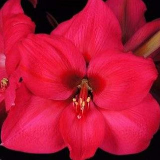 Close-up of the Pleasure Amaryllis in full bloom, showcasing its vibrant red petals and striking yellow stamens against a black background.