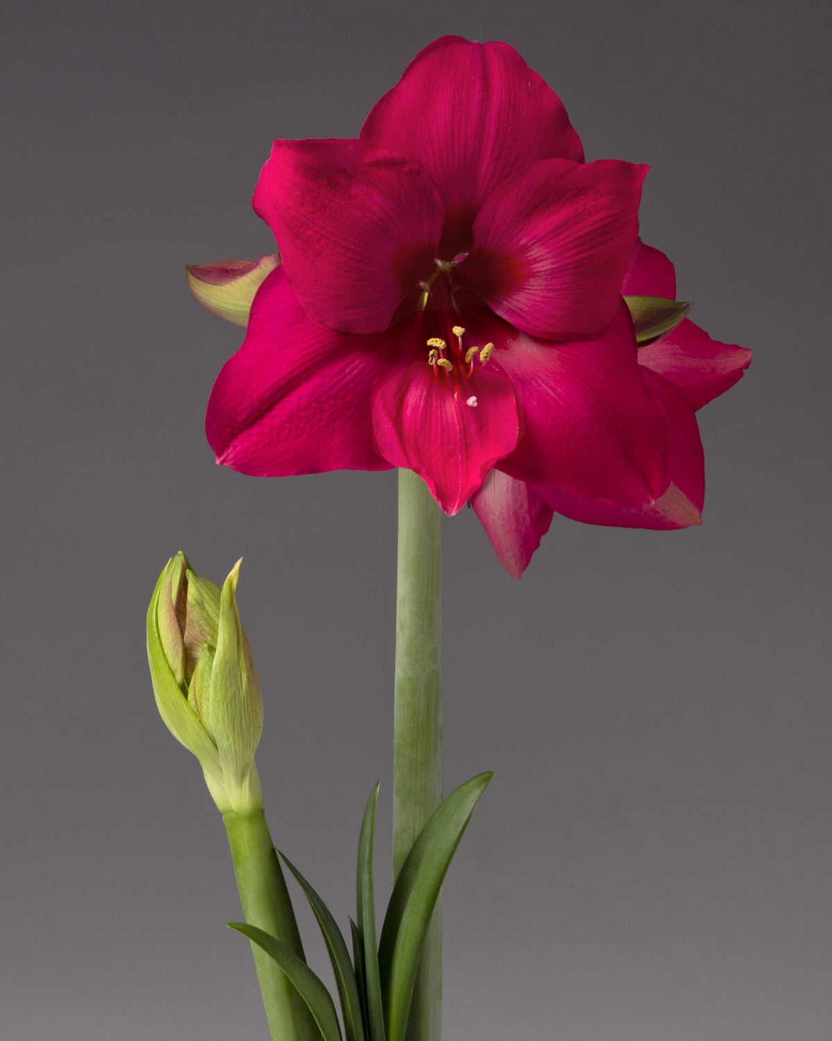 A deep pink single amaryllis blossom stands atop a tall green stem next to a second stem with an unopened bud against a smooth grey background.