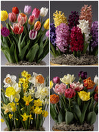 Four Months of Potted Bulbs