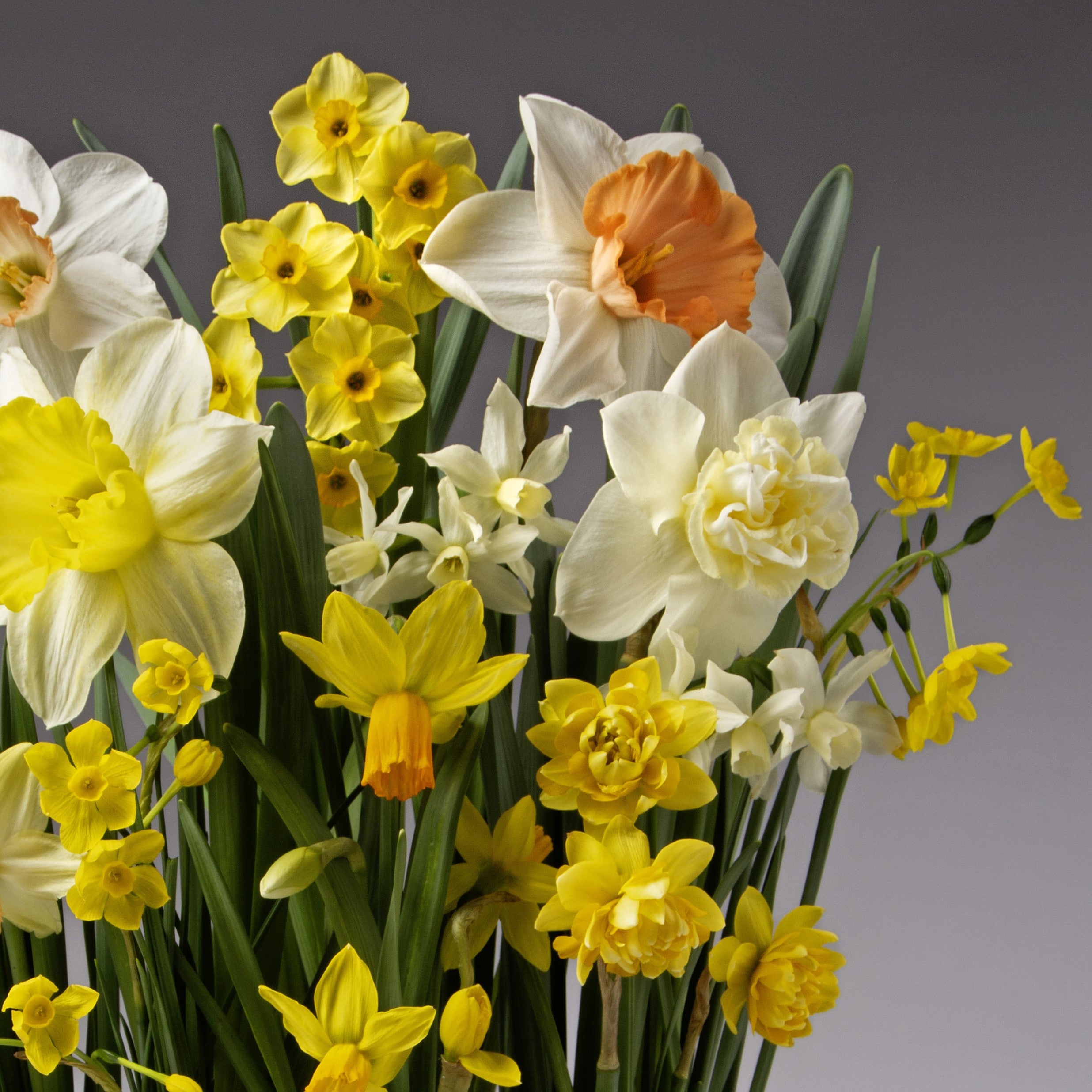The Serendipity Potted Daffodil Mix features a vibrant bouquet of mixed daffodils, including yellow, white, and orange varieties, elegantly arranged with green stems and leaves against a soft gray gradient background.