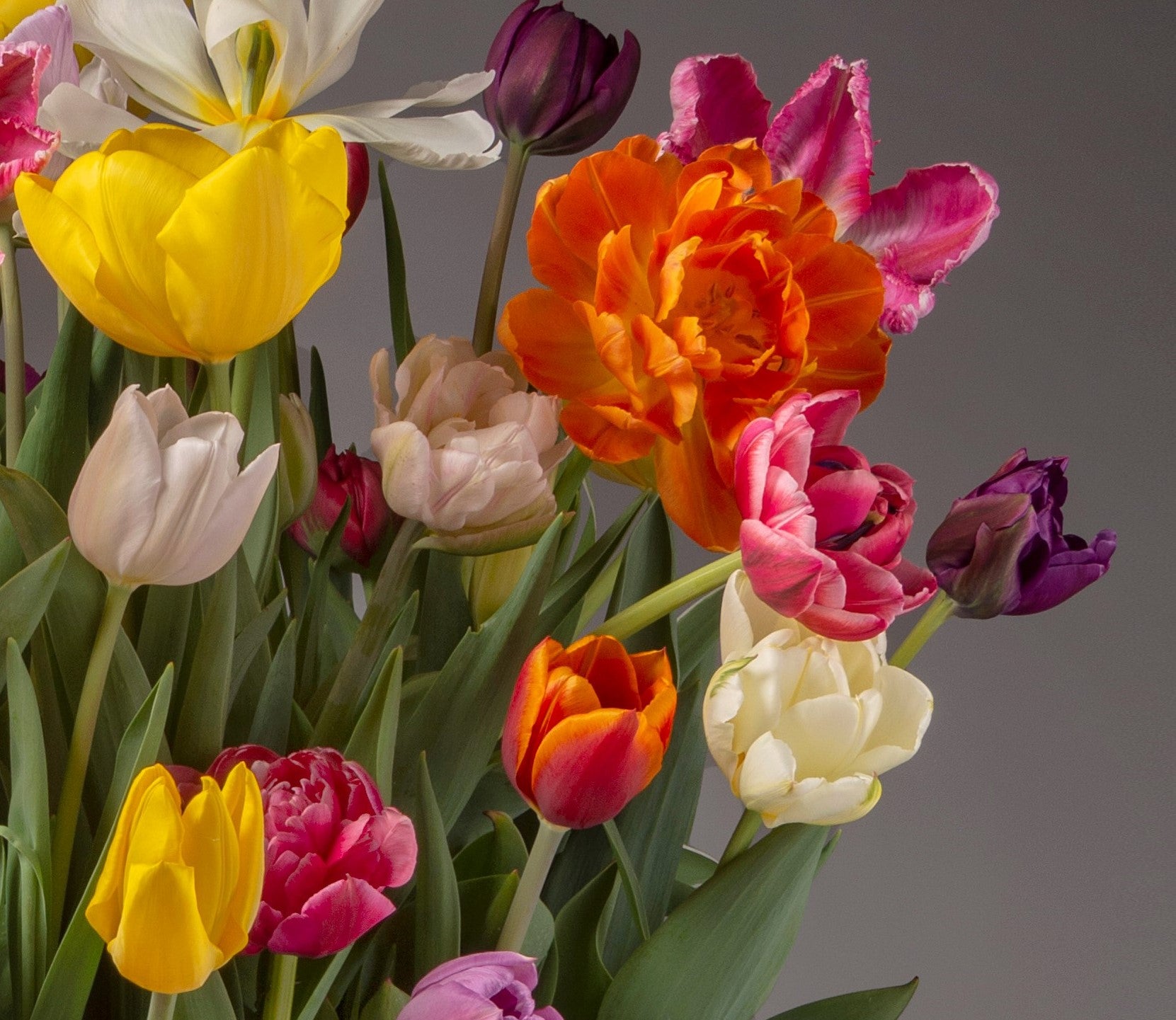 The Grand Potted Tulip Mix features an array of vibrant tulips in colors such as yellow, orange, pink, purple, white, and red, set against a neutral gray background. The lush blooms appear freshly cut, complemented by green leaves and stems that enhance the arrangement's fullness.