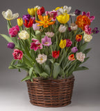 A large wicker basket is filled with The Grand Potted Tulip Mix, presenting a stunning array of vibrant tulips in shades of red, pink, white, yellow, orange, and purple. The blooming flowers create a lively and colorful display against a neutral backdrop.