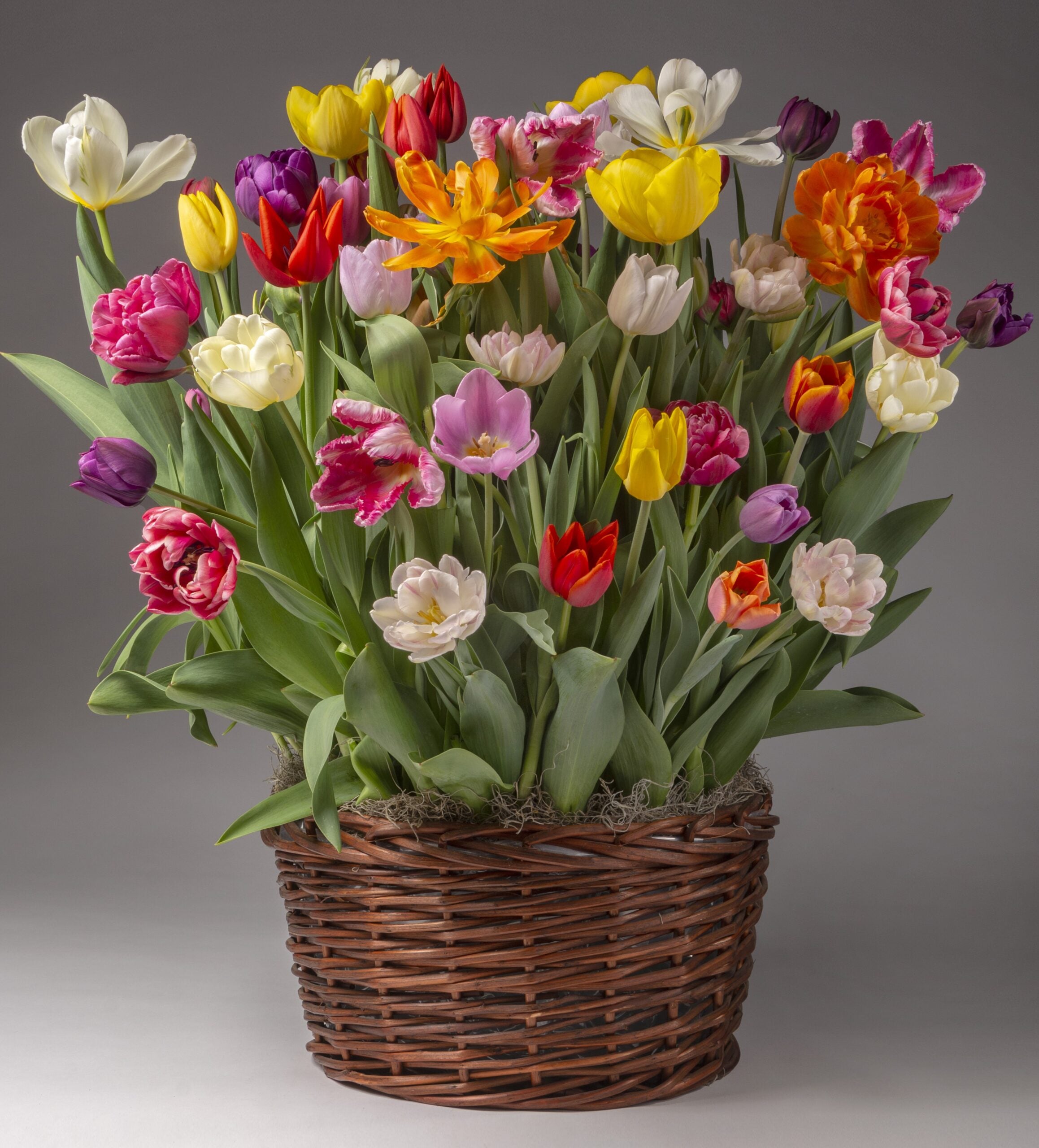 A large wicker basket is filled with The Grand Potted Tulip Mix, presenting a stunning array of vibrant tulips in shades of red, pink, white, yellow, orange, and purple. The blooming flowers create a lively and colorful display against a neutral backdrop.