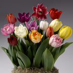 The Serendipity Potted Tulip Mix features a vibrant array of mixed tulips in various colors, including red, purple, yellow, white, and pink, elegantly arranged with lush green leaves. The flowers are set against a neutral gray background and appear to be planted in mossy soil.