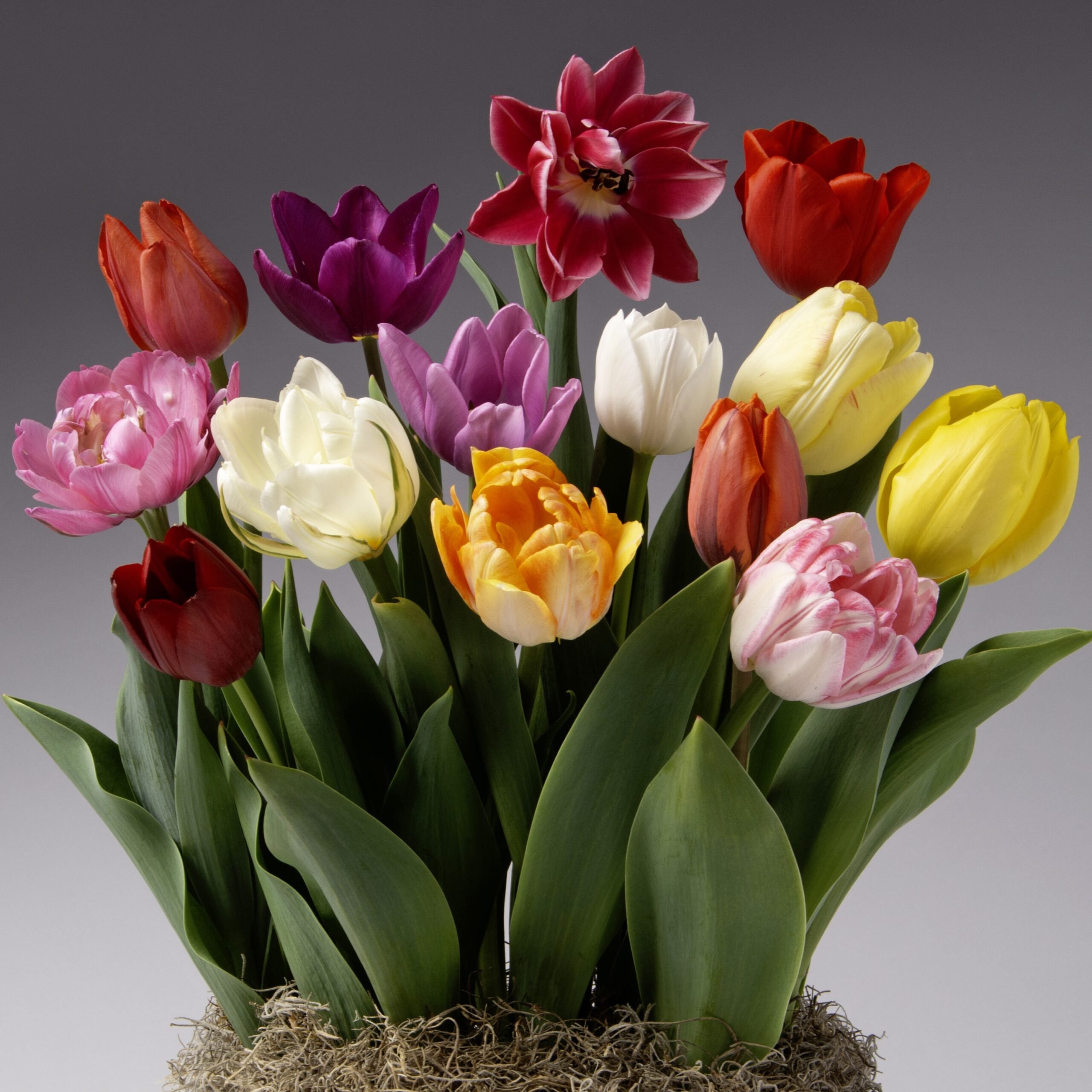 The Serendipity Potted Tulip Mix features a vibrant array of mixed tulips in various colors, including red, purple, yellow, white, and pink, elegantly arranged with lush green leaves. The flowers are set against a neutral gray background and appear to be planted in mossy soil.