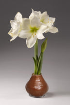 A metallic copper wax covered amaryllis bulb with a snowy white blooms is part of the Precious Metals Waxed Amaryllis Bulb Trio from Bulb & Blossom. Bulbs need no soil or water to grow.