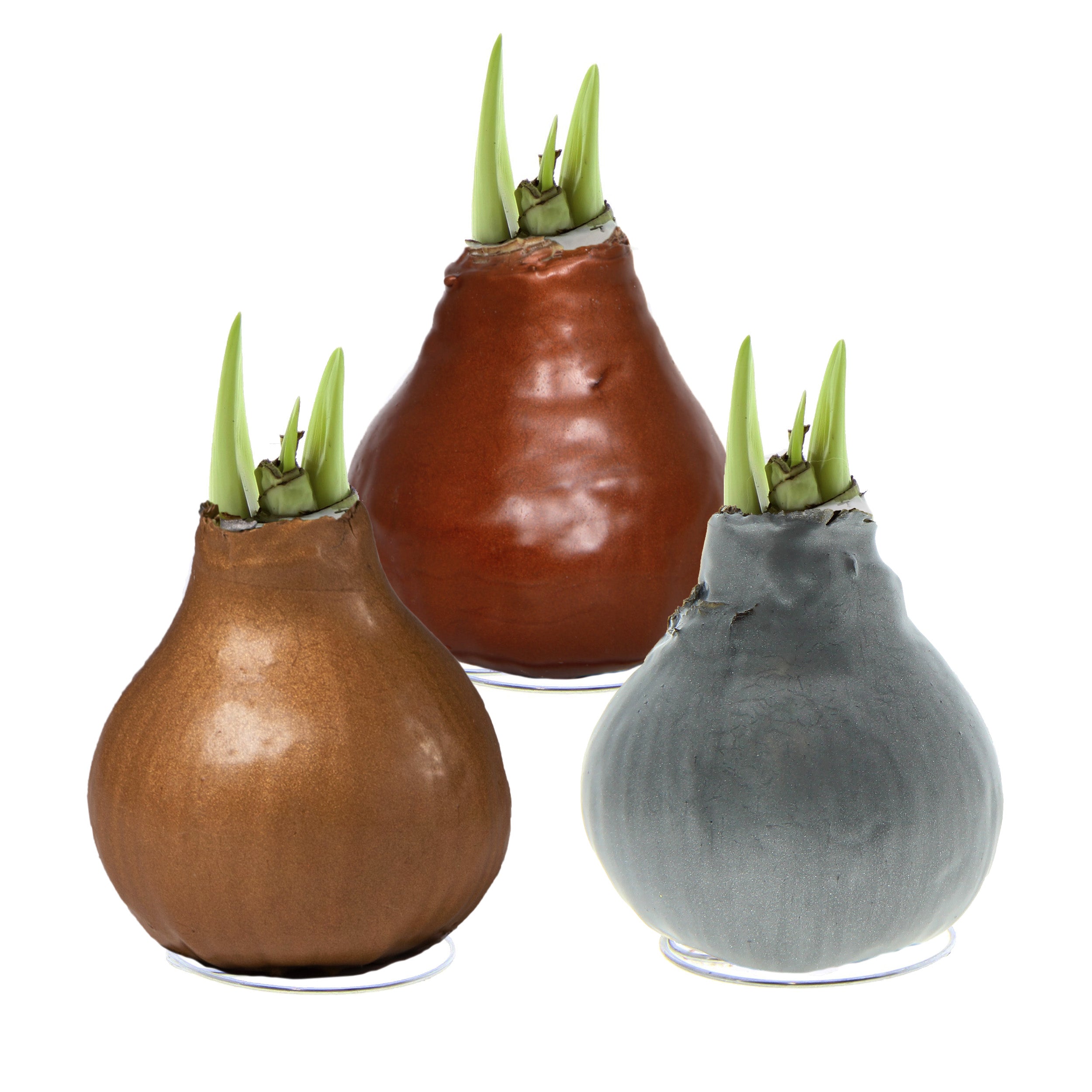 The Precious Metals Waxed Amaryllis Bulb Trio from Bulb & Blossom features three white-blooming amaryllis bulbs in metallic shades of gold, copper, and silver. Bulbs have embedded metal stands and need no soil or water.