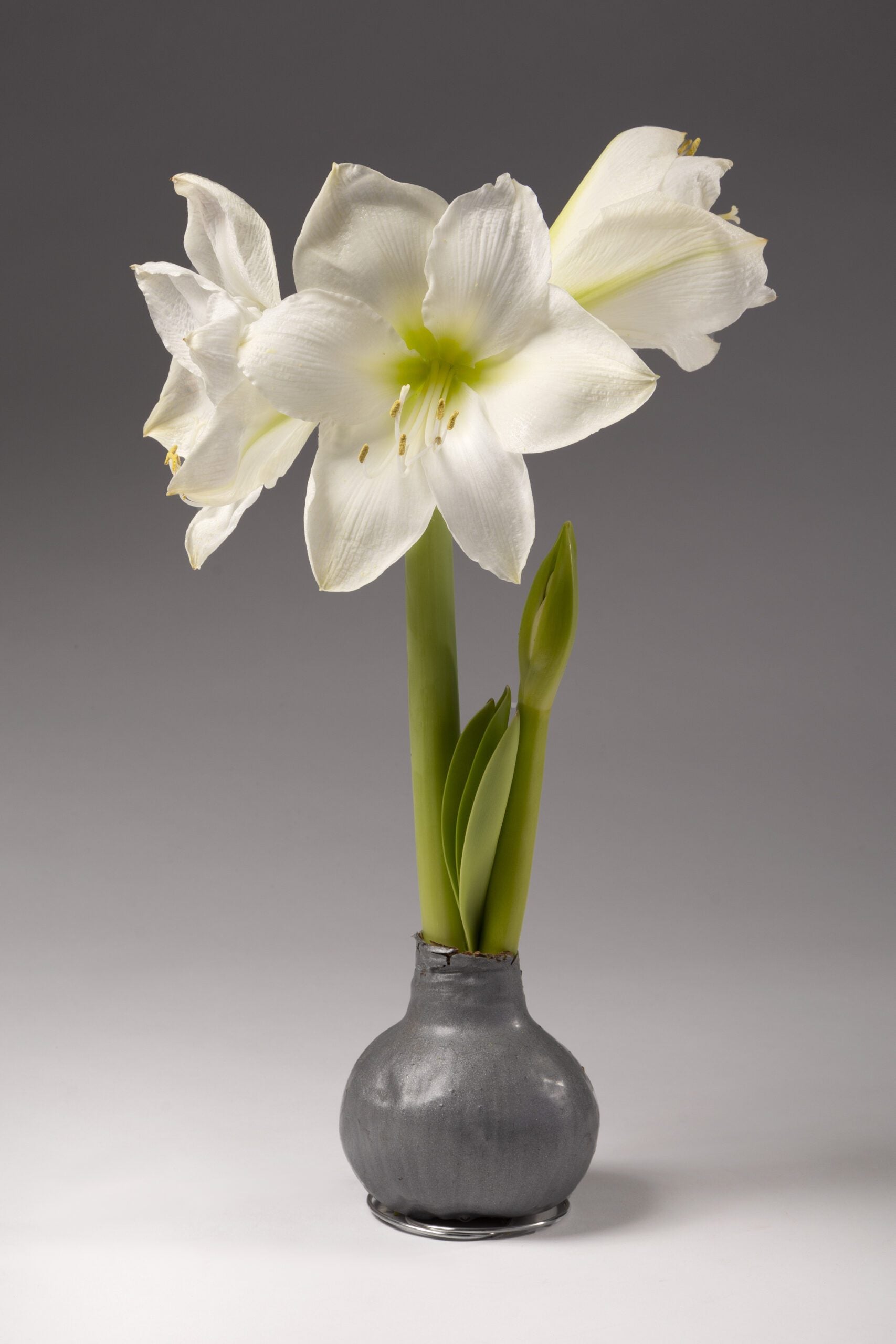A metallic silver wax covered amaryllis bulb with a snowy white blooms is part of the Precious Metals Waxed Amaryllis Bulb Trio from Bulb & Blossom. Bulbs need no soil or water to grow.