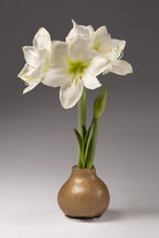 A metallic gold wax covered amaryllis bulb with a snowy white blooms is part of the Precious Metals Waxed Amaryllis Bulb Trio from Bulb & Blossom. Bulbs need no soil or water to grow.