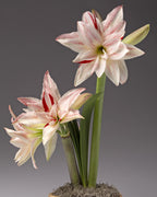 A potted flowering bulb plant with two large white amaryllis blooms featuring red stripes, green stems, and a small bud, set against a dark gray studio background.