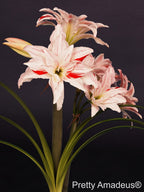 A cluster of Pretty Amadeus Amaryllis features white petals accented with red streaks, set against long green leaves and a dark background.