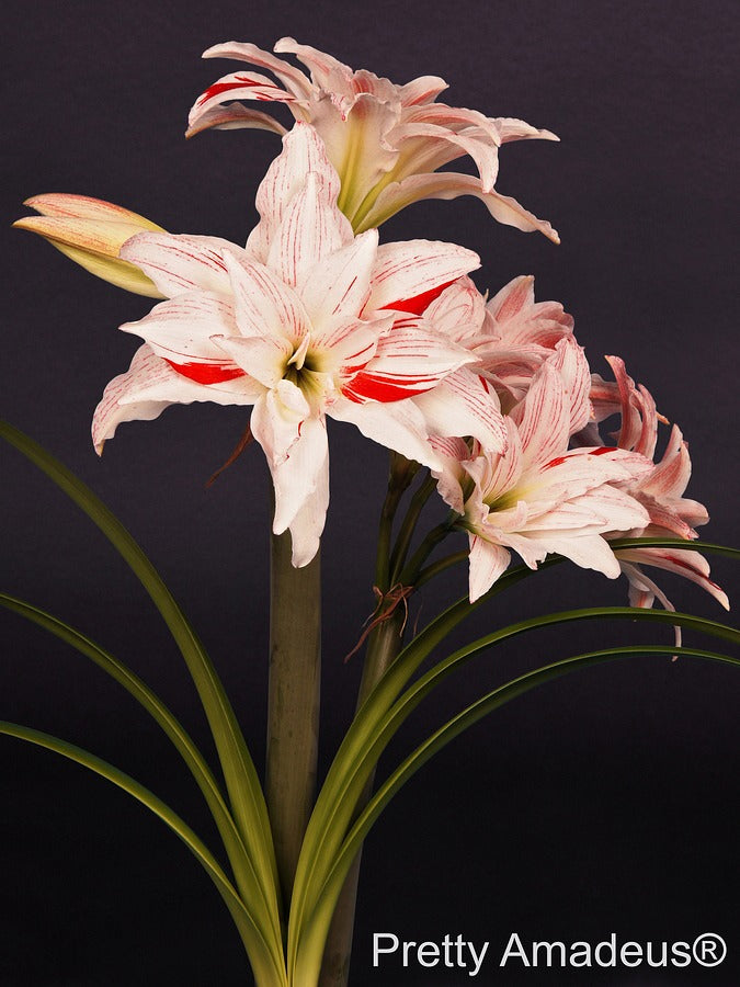 A cluster of Pretty Amadeus Amaryllis features white petals accented with red streaks, set against long green leaves and a dark background.