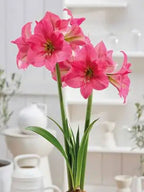 Pretty In Pink