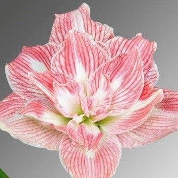 Pretty Nymph Dutch Amaryllis bulbs from Bulb & Blossom will produce multiple stems of large white double blooms with dark pink veining throughout.