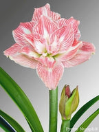 Pretty Nymph Dutch Amaryllis bulbs from Bulb & Blossom will produce multiple stems of large white double blooms with dark pink veining throughout.