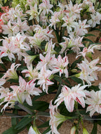 Pretty Amadeus Amaryllis, featuring white and pale pink petals streaked with red, flourishes among green leaves in a garden bed covered with light brown mulch.