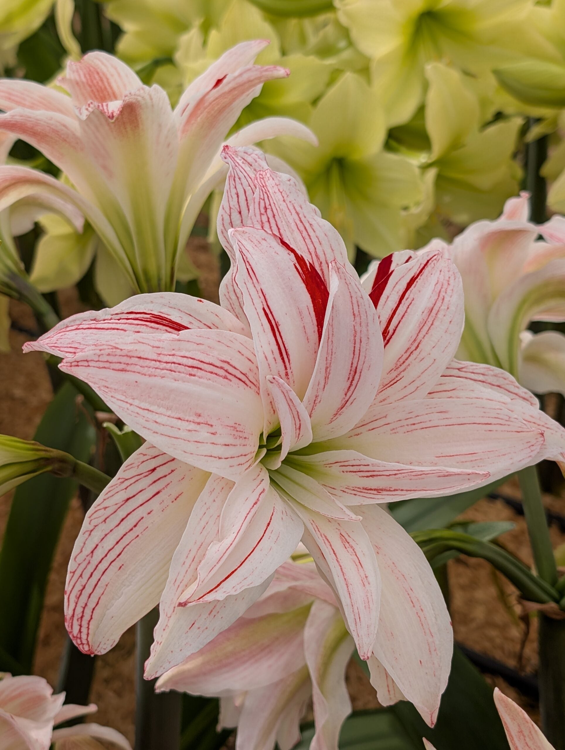 A close-up of Pretty Amadeus Amaryllis, featuring white petals streaked with pink and red, surrounded by similar flowers and green foliage in the background.