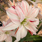 A close-up of the Pretty Amadeus Amaryllis reveals its elegant double white blooms with red streaks on the petals, complemented by green leaves and similar flowers in the background.