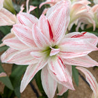 A close-up of the Pretty Amadeus Amaryllis shows its large white petals with thin red streaks, standing out against a softly blurred backdrop of green leaves and sandy soil.