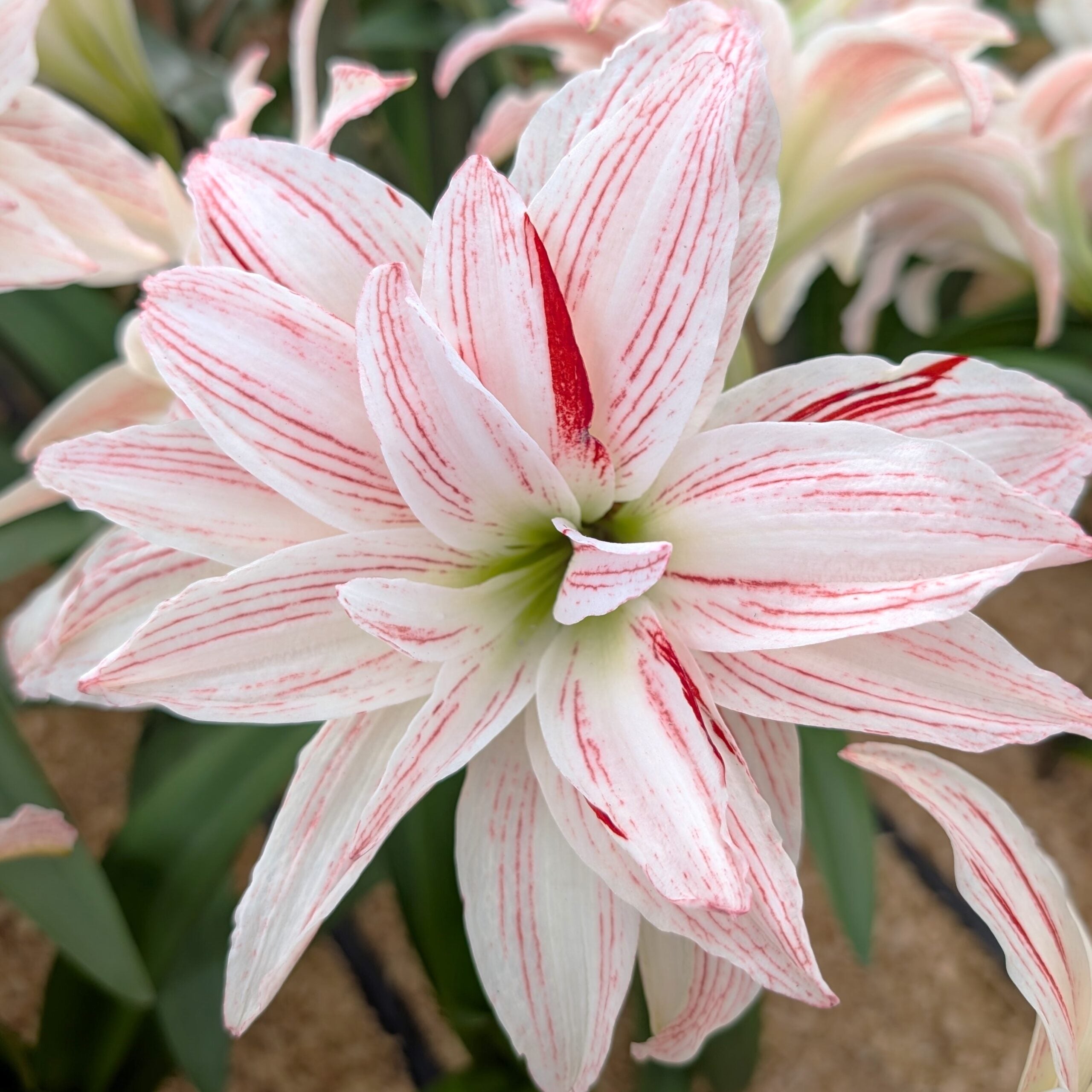 A close-up of the Pretty Amadeus Amaryllis shows its large white petals with thin red streaks, standing out against a softly blurred backdrop of green leaves and sandy soil.