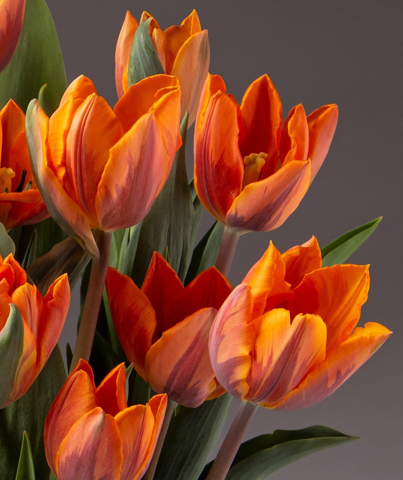 Close-up of the vivid orange Princess Irene Potted Tulips in full bloom set against a neutral gray background. The tulips feature striking petals with red accents and lush green leaves. Soft lighting accentuates the detailed textures of the flowers, lending a serene and elegant ambiance.