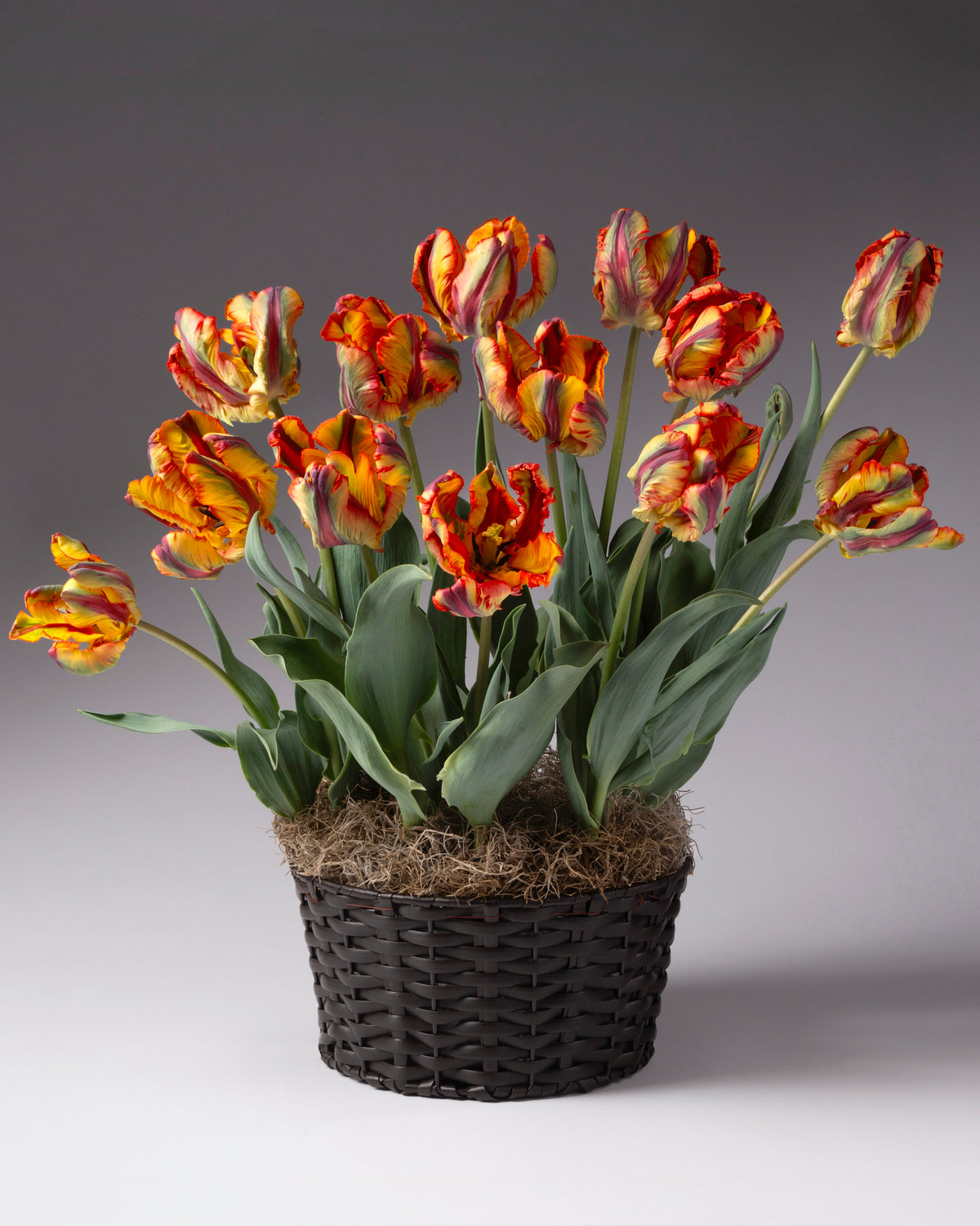 Rasta Parrot Potted Tulips