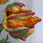 Close-up of the Rasta Parrot Potted Tulips showcasing their vibrant, ruffled petals in shades of yellow, red, and green. Set against a plain background, the intricately layered petals give these tulips a textured and dynamic appearance akin to their namesake.