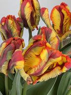 A close-up photograph of vibrant red and yellow Rasta Parrot Potted Tulips with green stems and leaves. The petals have a ruffled texture and the colors blend seamlessly, creating a striking and colorful display.