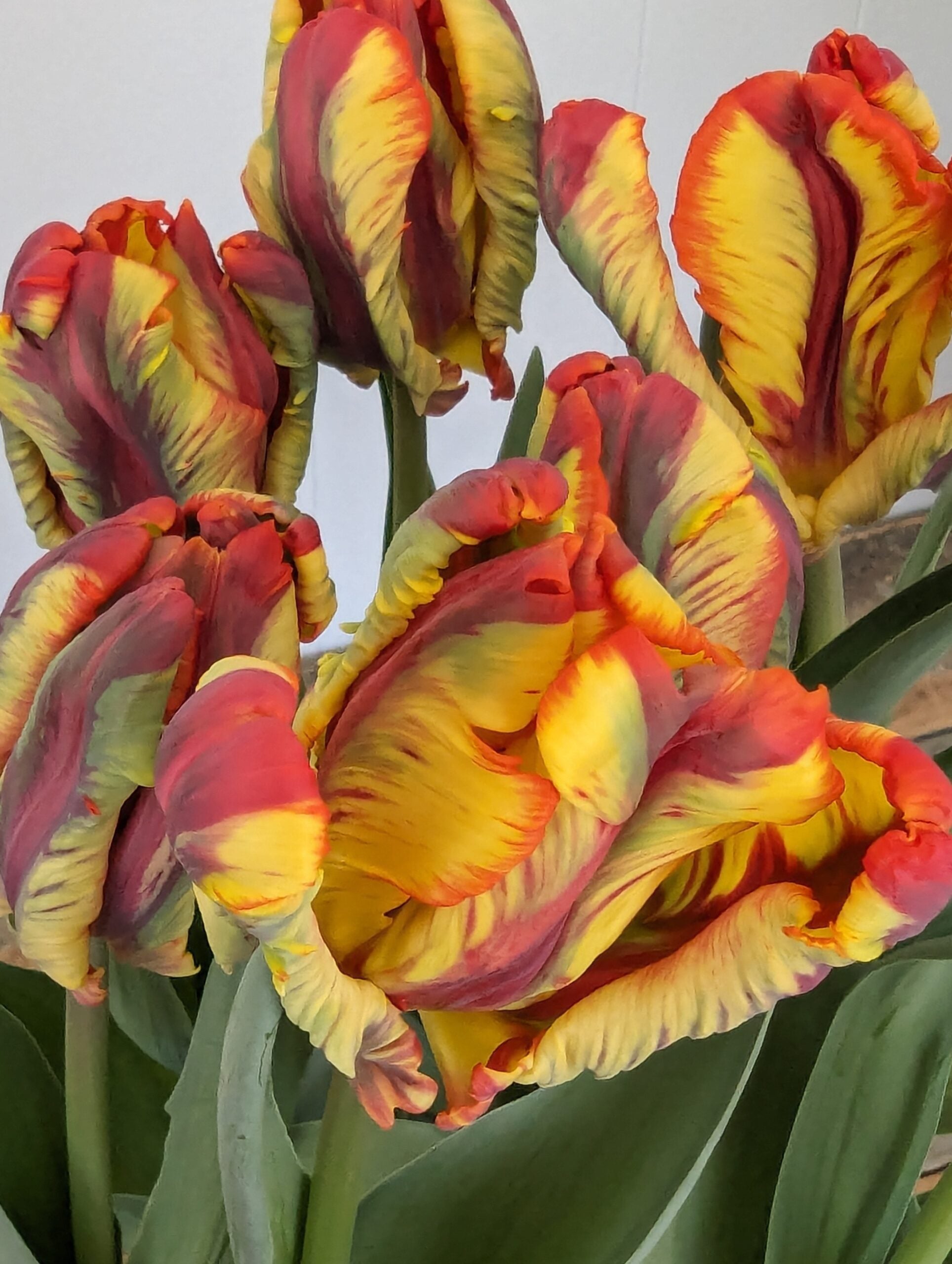 A close-up photograph of vibrant red and yellow Rasta Parrot Potted Tulips with green stems and leaves. The petals have a ruffled texture and the colors blend seamlessly, creating a striking and colorful display.