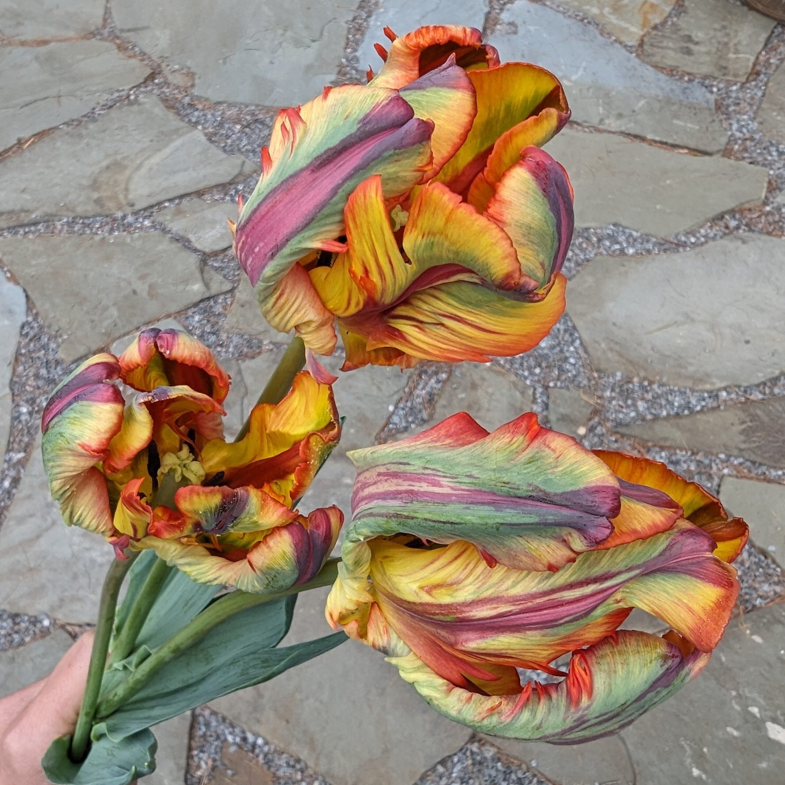 A person holds three vibrant Rasta Parrot Potted Tulips, showcasing multi-colored petals in shades of yellow, red, green, and purple against a stone-paved background.