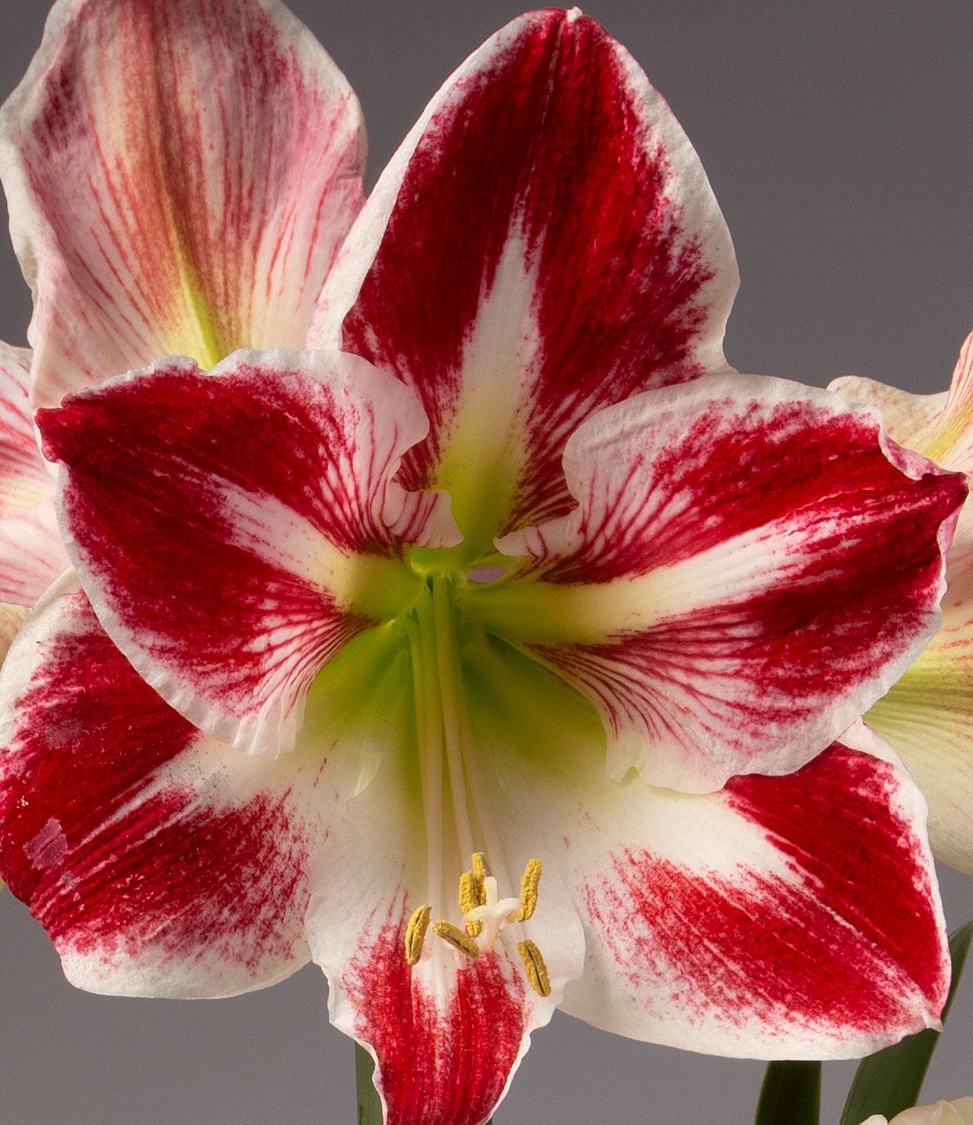 Close-up of a vibrant Razzle Dazzle Amaryllis - Bare Bulb, showcasing large red-and-white petals with a green center and yellow stamens. The petals feature distinct red veins radiating from the center, transitioning to white at the edges. The neutral background beautifully highlights the flower.