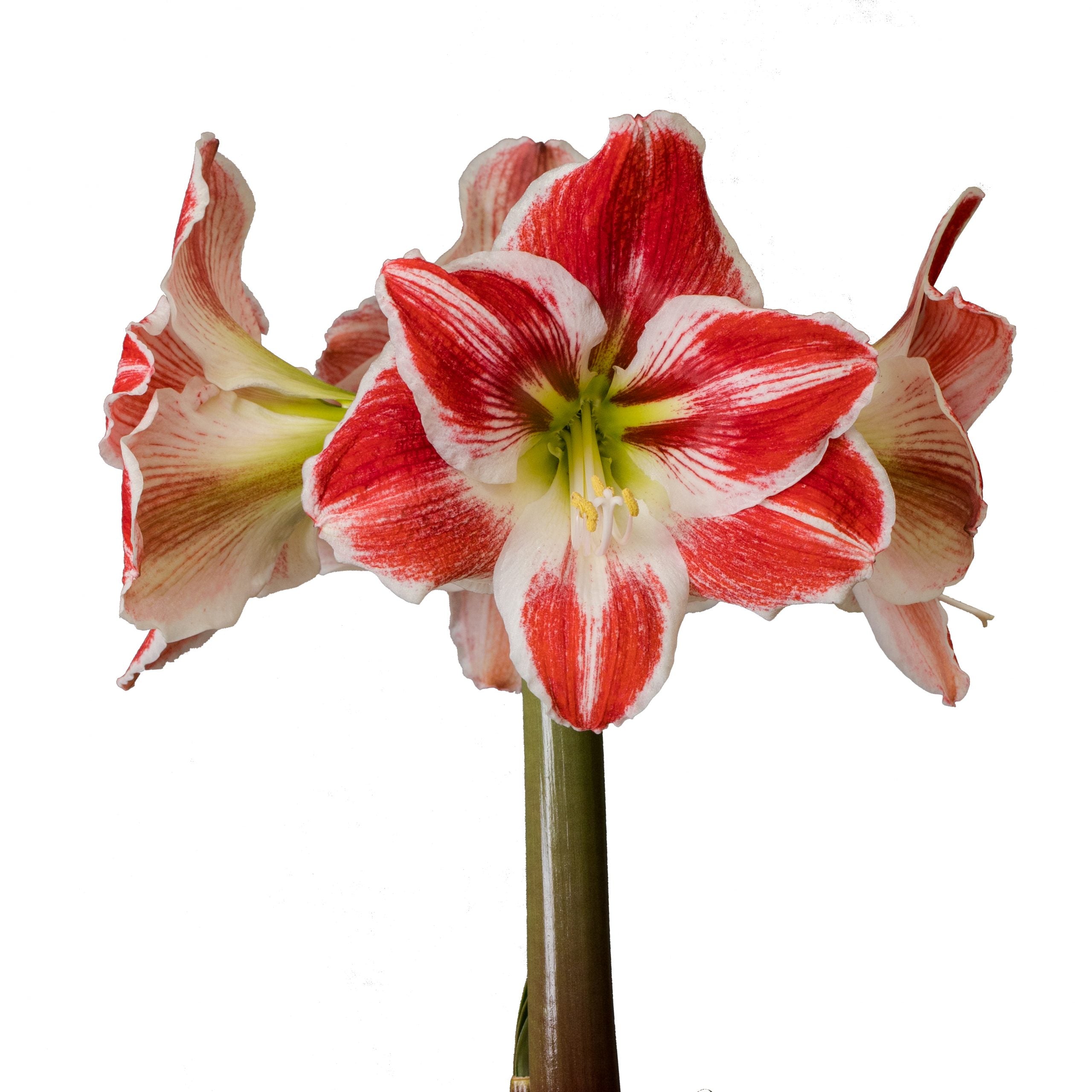 A vibrant Razzle Dazzle Amaryllis - Bare Bulb in full bloom, showcasing multiple trumpet-shaped red and white blossoms radiating from a single green stem, set against a plain white background.