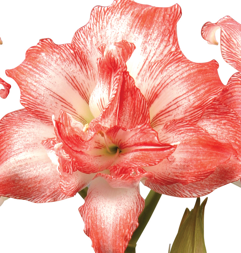 Close-up image of a Razzmatazz Amaryllis - Bare Bulb in full bloom, showcasing its vibrant red and white petals adorned with a striking striped pattern. The flower's intricate details, including delicate wavy edges and prominent central stamens, are highlighted against a muted background.