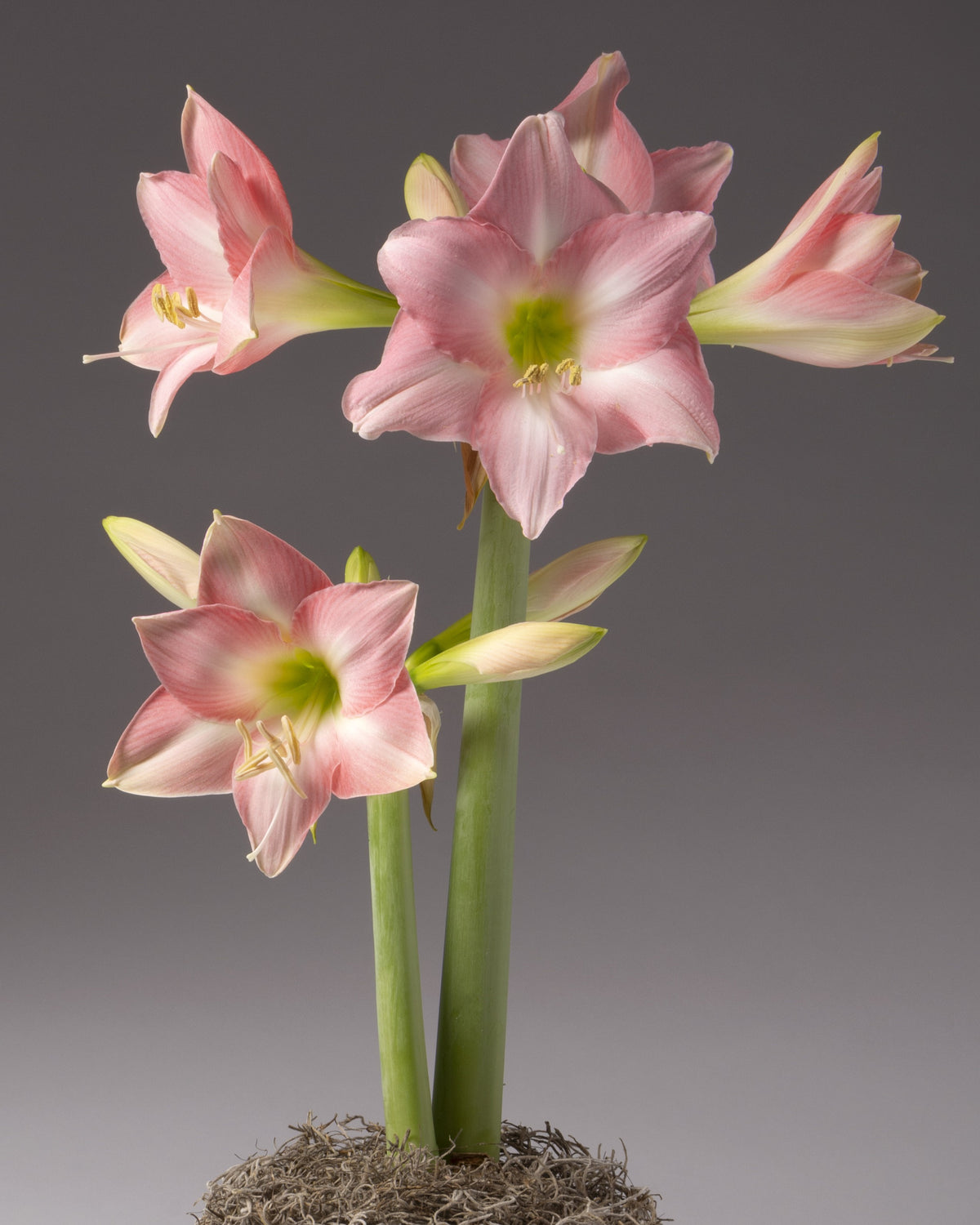 Pink amaryllis flowers blooming from a potted bulb, photographed against a smooth dark gray studio background.