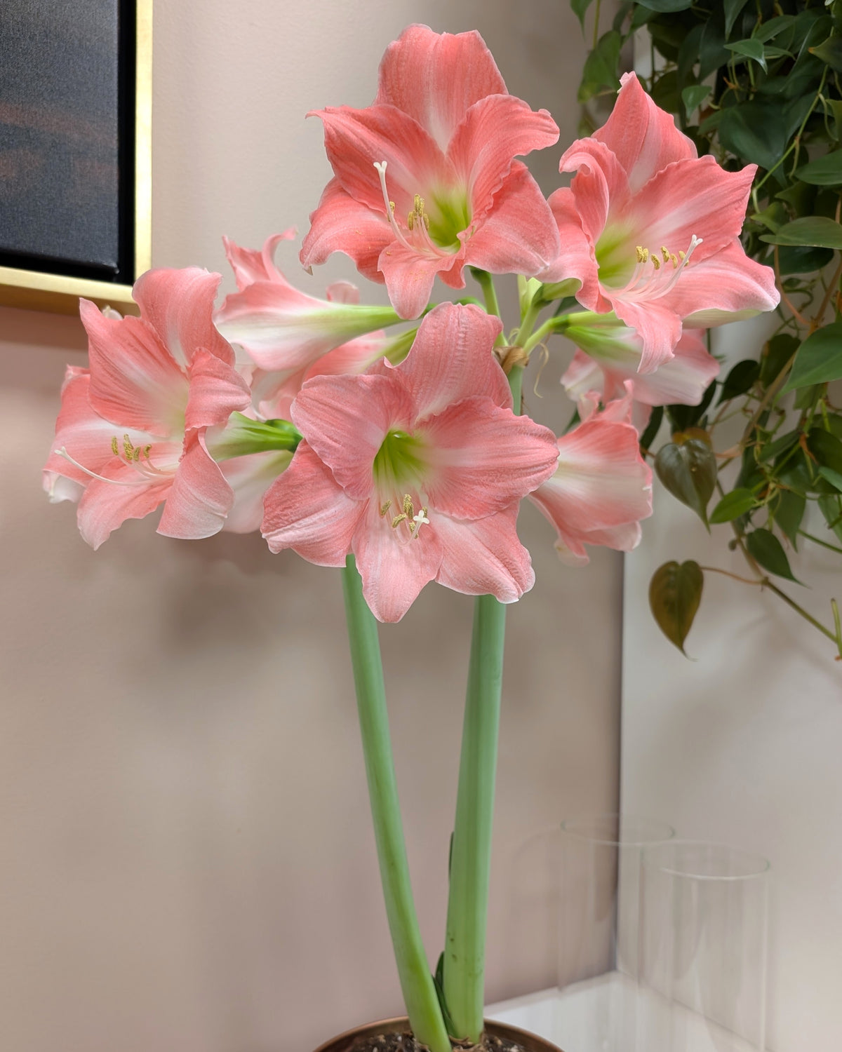 Several light pink amary;llis blossoms with green centers sit atop two tall green stems against a white wall with pothos leaves hanging off it.