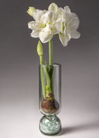 A Recycled Glass Bulb Forcing Vase displays a bulb with green stems and two large white amaryllis blooms, set atop glass pebbles. The arrangement stands out against a neutral gray background.