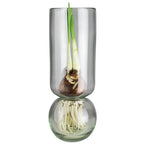 The Recycled Glass Bulb Forcing Vase has an upper cylinder that supports a sprouting bulb and a rounded base below for water, letting you view the bulb’s delicate white roots as they grow.