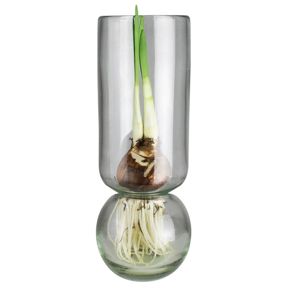 The Recycled Glass Bulb Forcing Vase has an upper cylinder that supports a sprouting bulb and a rounded base below for water, letting you view the bulb’s delicate white roots as they grow.