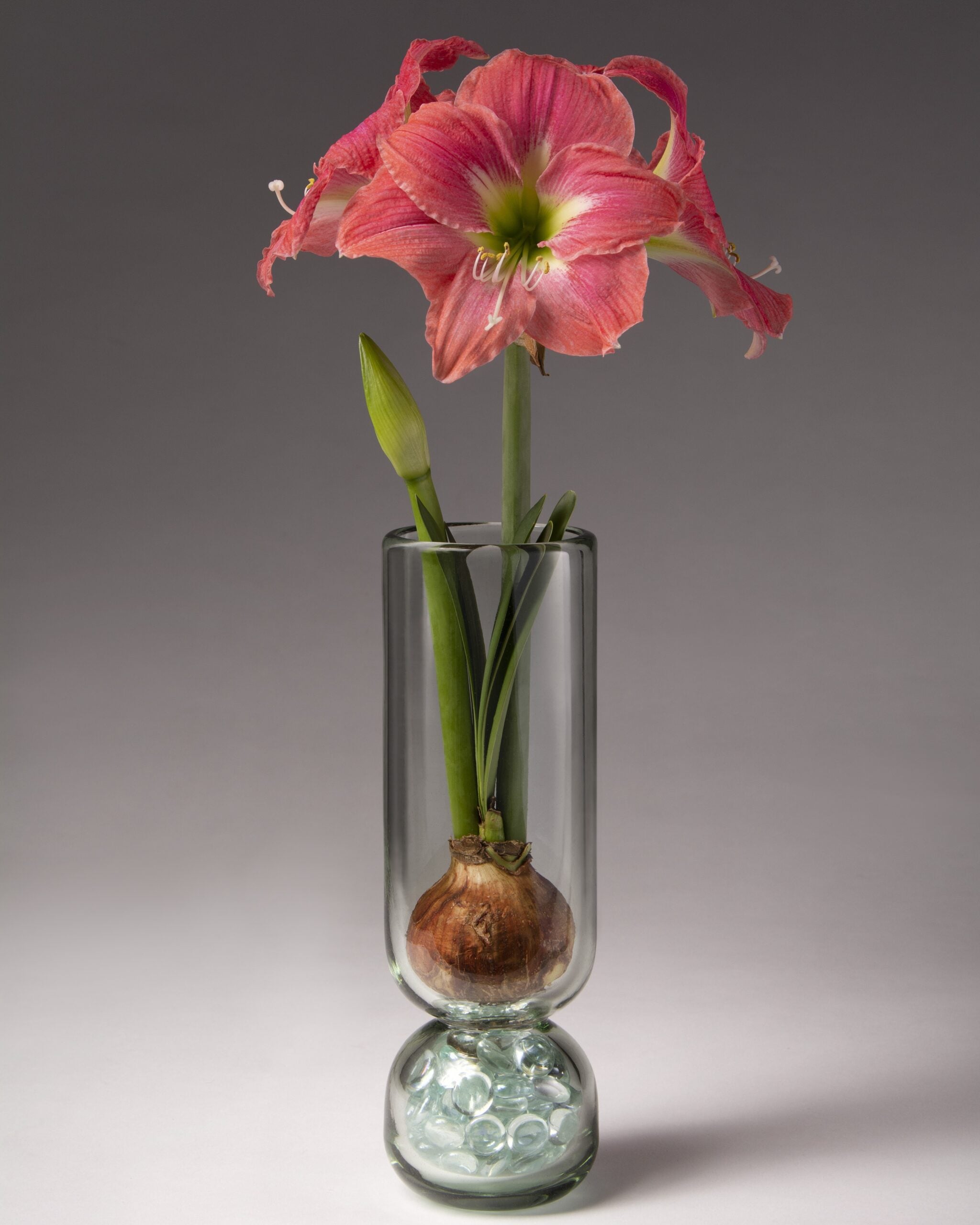 A pink amaryllis with green leaves grows from a bulb in a tall, clear Recycled Glass Bulb Forcing Vase filled with glass marbles, set against a neutral gray background.
