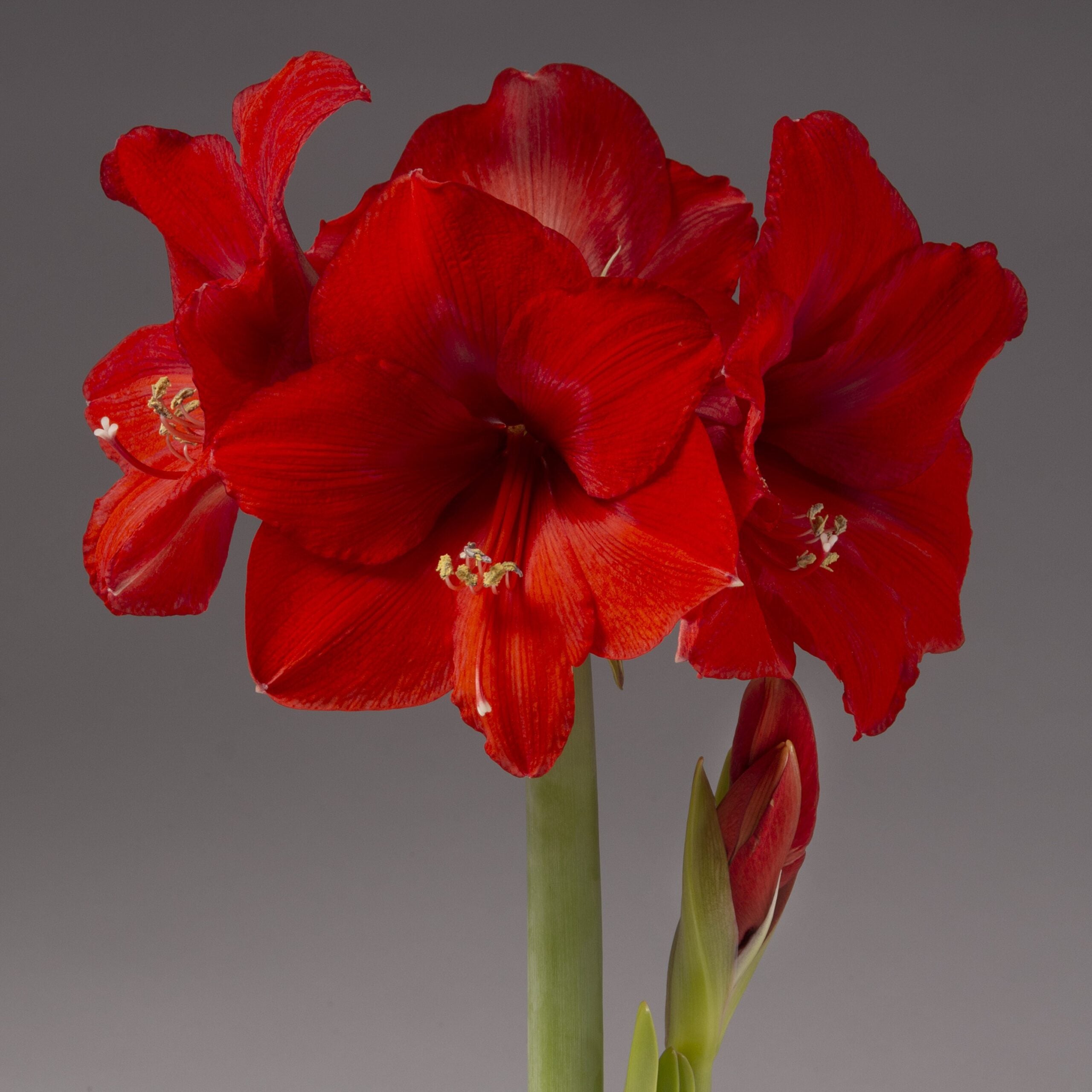 A close-up photograph shows a blooming red amaryllis with several large, vibrant petals. The flowers are set against a plain, neutral gray background. One flower bud is visible, hinting at additional blooms. Green stems provide contrast to the vivid red petals.