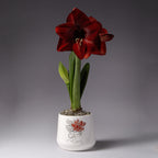 Bulb & Blossom's Red Amaryllis in Flower Crown Pot features a pre-potted red-blooming amaryllis bulb in a nursery liner placed into a ceramic pot with a funky red floral portrait graphic.