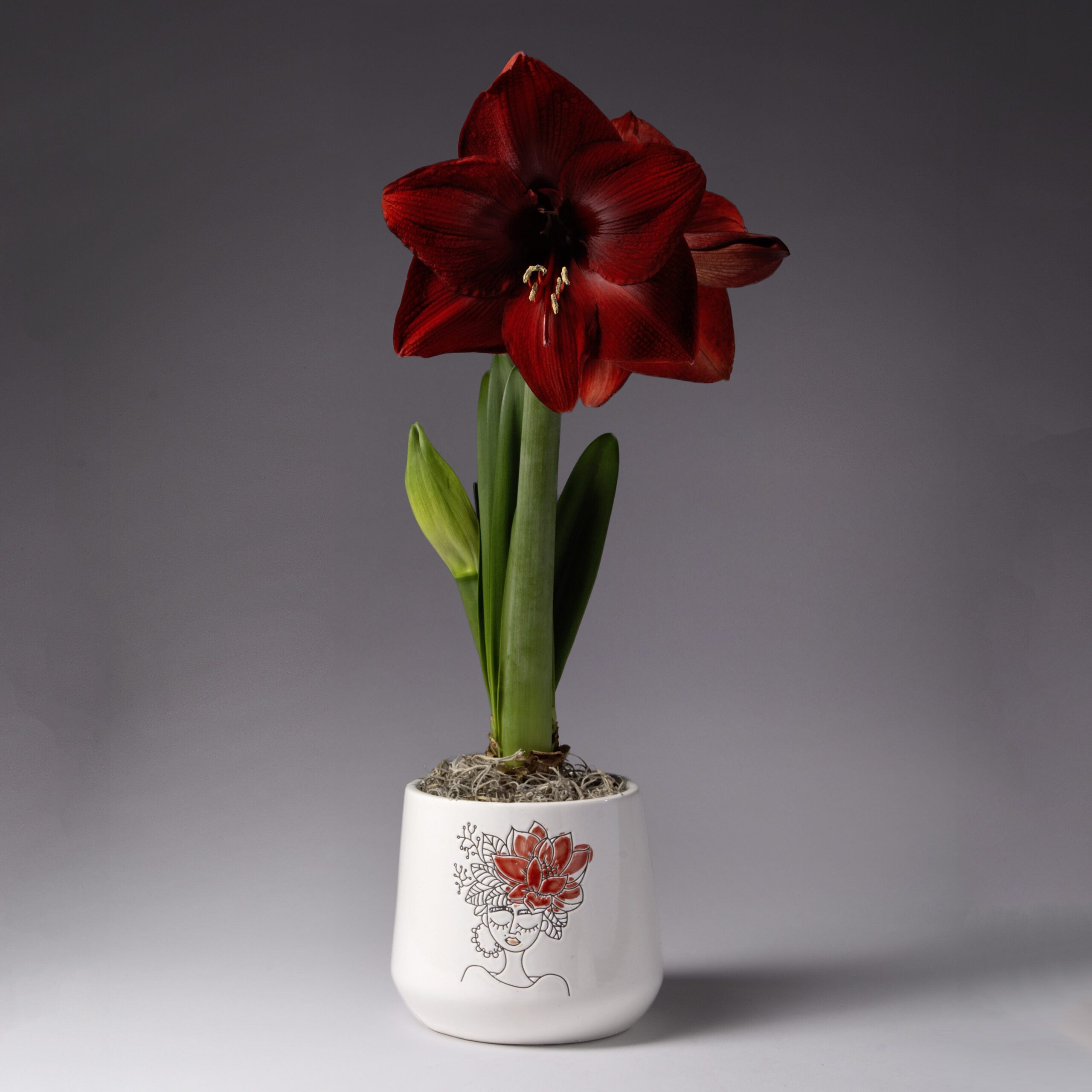 Bulb & Blossom's Red Amaryllis in Flower Crown Pot features a pre-potted red-blooming amaryllis bulb in a nursery liner placed into a ceramic pot with a funky red floral portrait graphic.