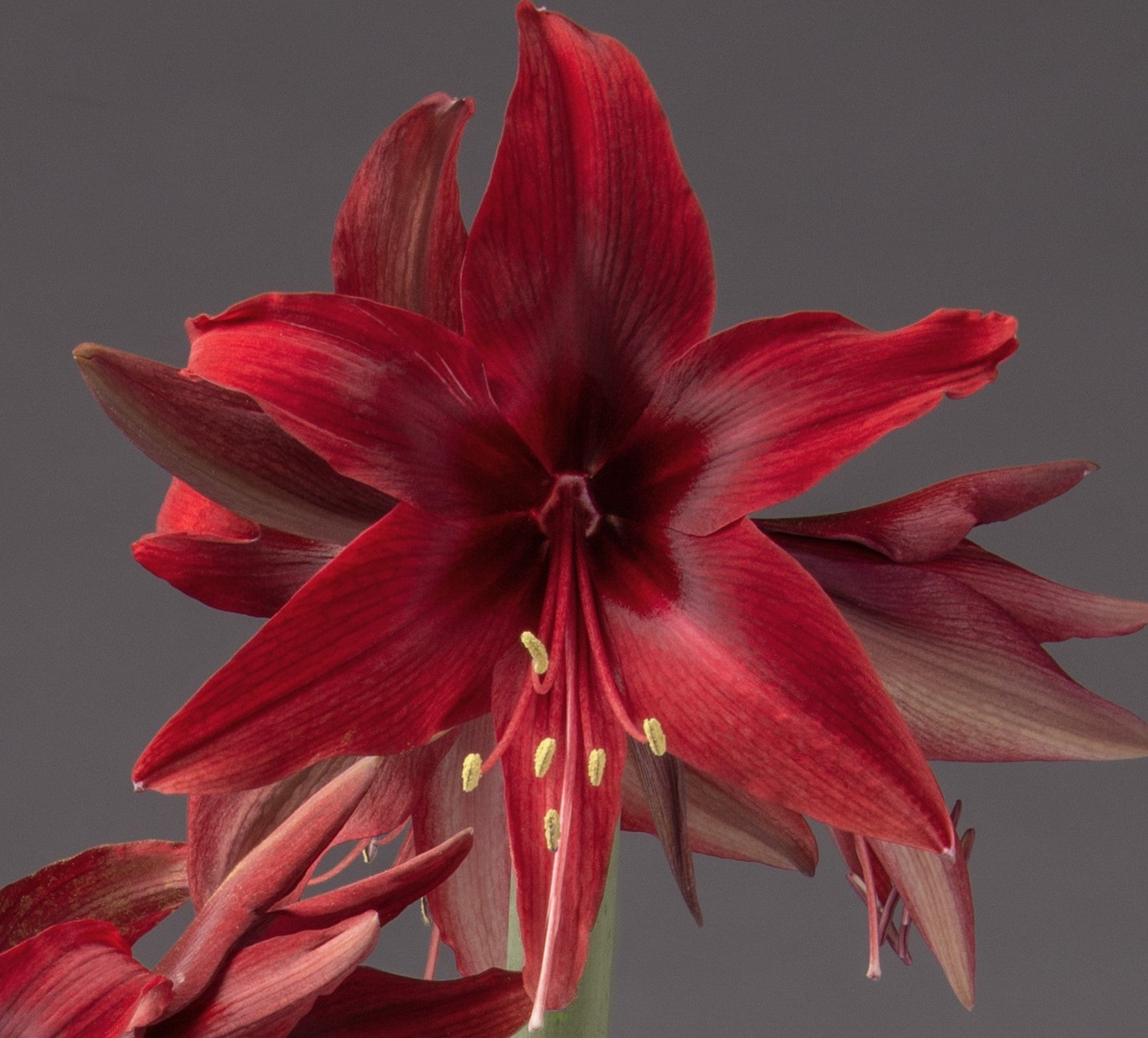 A close-up of a vibrant Red Amazon Amaryllis- Bare Bulb flower in full bloom stands out against a plain gray background. The broad, velvety petals radiate from a dark center, where yellow stamens protrude, adding contrast and detail to this striking flower.