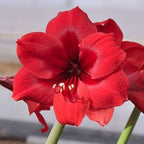 Close-up image of a vibrant Red Paradise Amaryllis flower, showcasing multiple petals and prominent stamens, set against a blurred background.