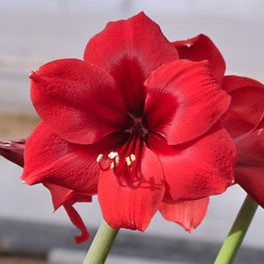 Close-up image of a vibrant Red Paradise Amaryllis flower, showcasing multiple petals and prominent stamens, set against a blurred background.