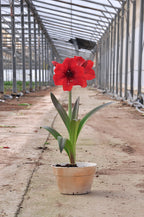 A vibrant Red Paradise Amaryllis blooms in a small potted plant, prominently placed in the center of a pathway within a greenhouse. The greenhouse structure extends into the background with its glass and metal framework, while the surroundings are spacious and well-lit.