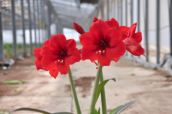 Close-up of vibrant Red Paradise Amaryllis flowers in full bloom, showcasing several petals and yellow stamens. The blossoms stand out against a softly blurred greenhouse background, which features a path and structural beams within a garden setting.