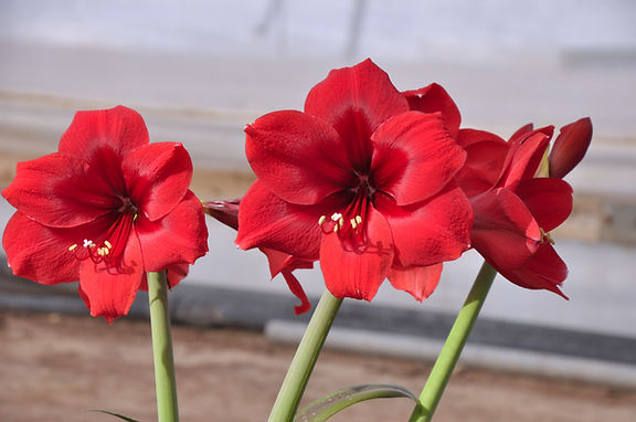A cluster of vibrant Red Paradise Amaryllis flowers, with large, petal-filled blossoms and prominent white stamens at their centers, are in full bloom on long green stems, set against a blurred background of light gray and brown tones.