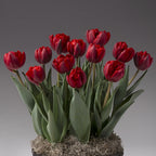 a pot of blooming double red tulips with green foliage on a grey background